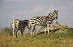 Antilopen-Giraffen-Zebras