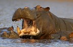 Hippo am Chobe