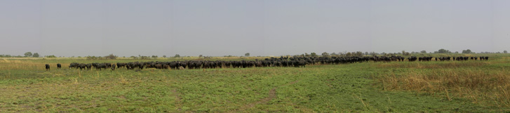 Panorama Büffel